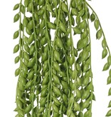 Senecio herreianus (pea plant) hanging plant, with 1132 peas, L. 100 cm