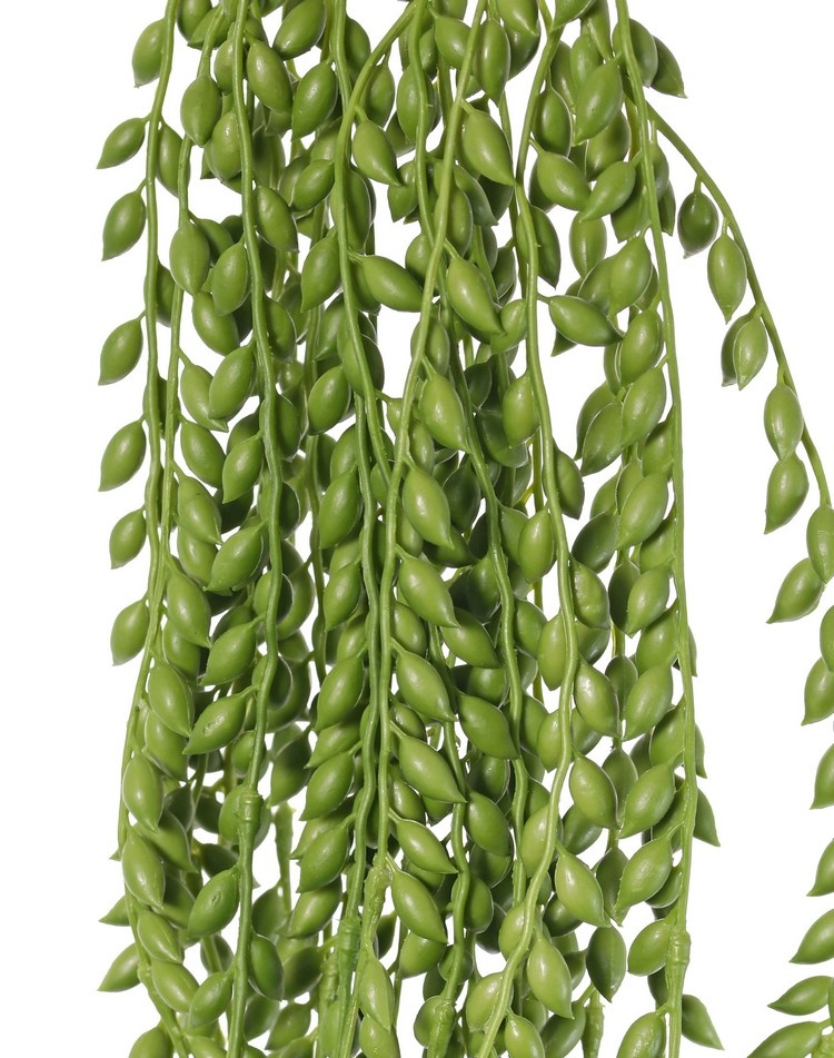 Senecio herreianus (Erbsenpflanze) Hängepflanze, mit 1132 Erbsen, L 100 cm