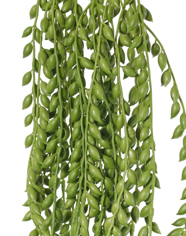 Senecio herreianus (pea plant) hanging plant, with 1132 peas, L. 100 cm