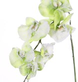 Phalaenopsis, winterorchidee met 6 bloemen, 3 knoppen, sneeuw, 76cm,  ACTIE