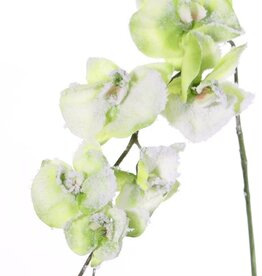 Phalaenopsis, winterorchidee met 6 bloemen, 3 knoppen, sneeuw, 76 cm, ACTIE