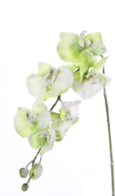 Phalaenopsis, winterorchidee met 6 bloemen, 3 knoppen, sneeuw, 76cm,  ACTIE