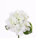 Hortensia (Hydrangea) "Sensitive"  Ø 13 cm, 24 pétalos, 2 hojas, 33 cm