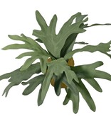 Staghorn fern (Platycerium) medium-sized, with 9 leaves & 2 mantle petals, Ø 55 cm, H 30 cm