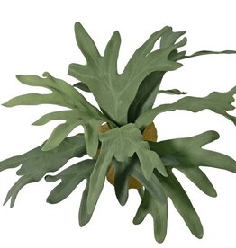 Staghorn fern (Platycerium) medium-sized, with 9 leaves & 2 mantle petals, Ø 55 cm, H 30 cm