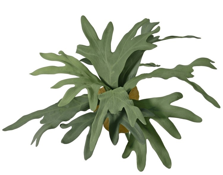 Staghorn fern (Platycerium) medium-sized, with 9 leaves & 2 mantle petals, Ø 55 cm, H 30 cm