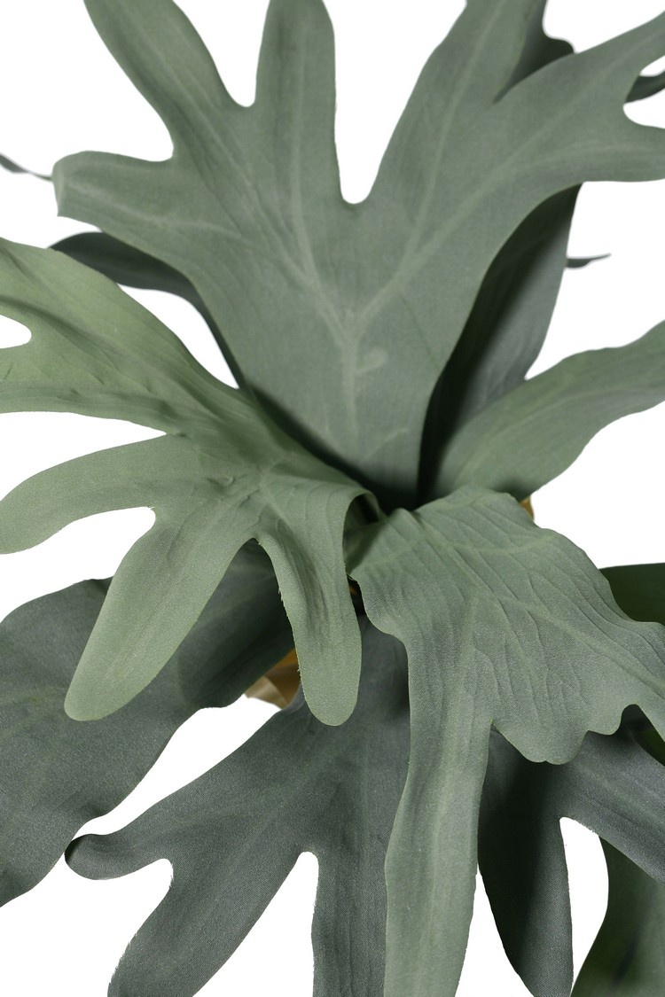 Staghorn fern (Platycerium) medium-sized, with 9 leaves & 2 mantle petals, Ø 55 cm, H 30 cm