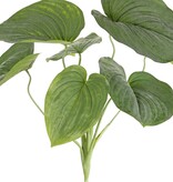 Hosta groß (Herzlilie) mit 7 Blättern (2 x L, 3 x M, 2 x S) 66 cm