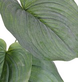 Hosta large (heart lily) with 7 leaves (2 x L, 3 x M, 2 x S) 66 cm