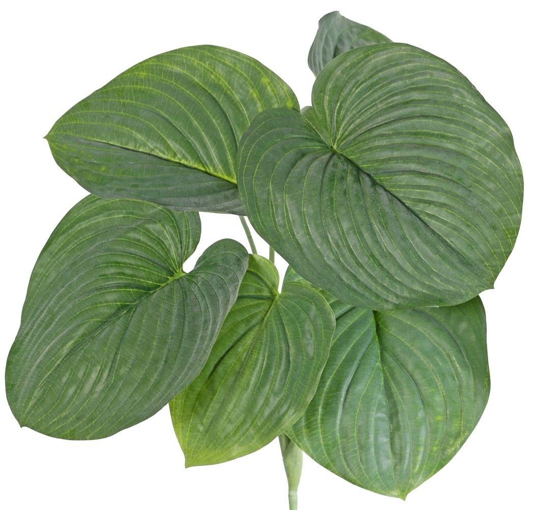 Hosta large (heart lily) with 7 leaves (2 x L, 3 x M, 2 x S) 66 cm