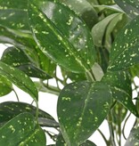 Hoya plant (Wasbloem) met 14 uitlopers & 82 bladeren, (22 x L, 38 x M, 22 x S) 35 cm