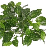 Hoya-Pflanze (Wachsblume) mit 14 Ablegern und 82 Blättern, (22 x L, 38 x M, 22 x S) 35 cm