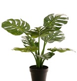 Monstera 'Mai Po', con 9 brotes y 8 hojas, en maceta, 60 cm