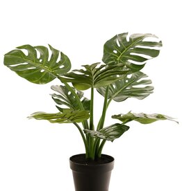 Monstera (Köstliches Fensterblatt) 'Mai Po', mit 9 Trieben und 8 Blättern, im Topf, 60 cm