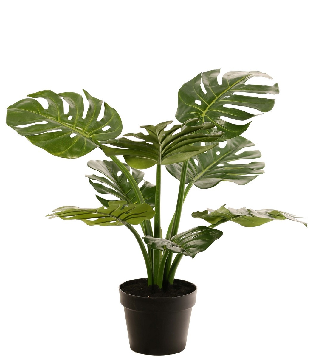 Monstera (Köstliches Fensterblatt) 'Mai Po', mit 9 Trieben und 8 Blättern, im Topf, 60 cm