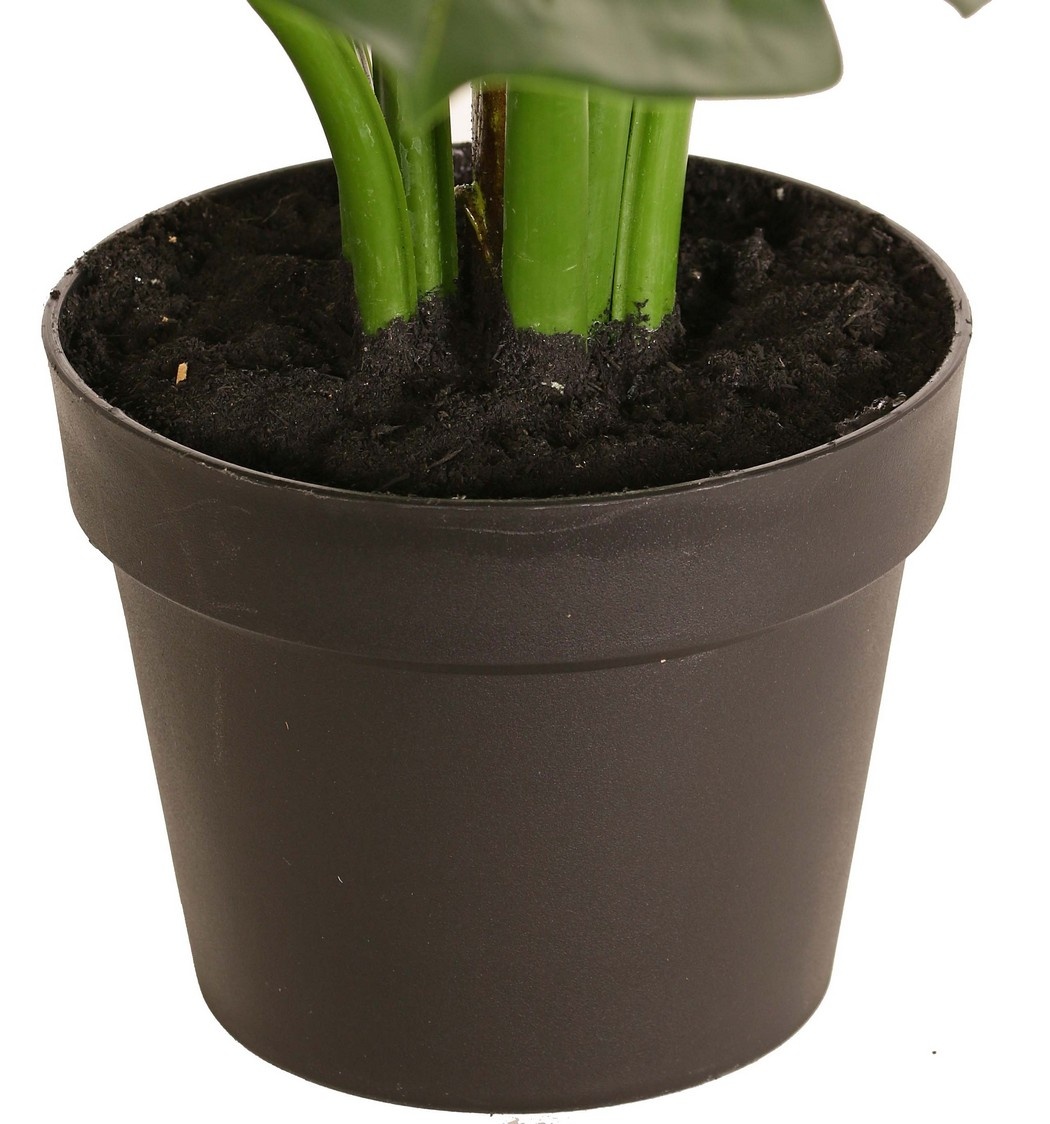 Monstera (Delicious window leaf) 'Mai Po', with 9 shoots and 8 leaves, in a pot, 60 cm
