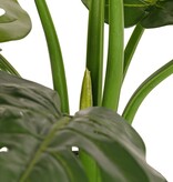 Monstera (Gatenplant) 'Mai Po', met 9 uitlopers en 8 bladeren, in pot, 60 cm