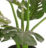 Monstera (Gatenplant) 'Mai Po', met 9 uitlopers en 8 bladeren, in pot, 60 cm