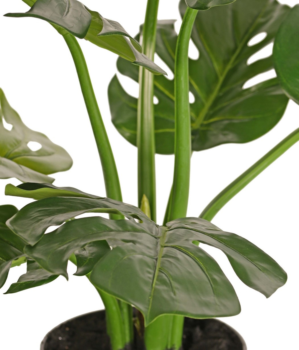 Monstera (Gatenplant) 'Mai Po', met 9 uitlopers en 8 bladeren, in pot, 60 cm