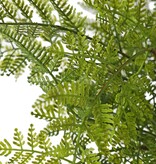 Farn 'Woods' groß, 9-fach verzweigt, mit 25 PE-Blättern, Ø 45 cm, H 40 cm