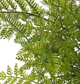 Fern 'Woods' large, 9-fold branched, with 25 PE leaves, Ø 45 cm, H 40 cm