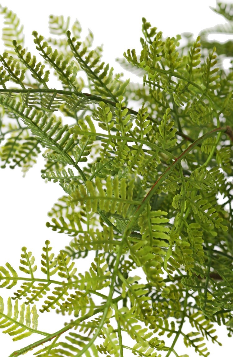 Fern 'Woods' large, 9-fold branched, with 25 PE leaves, Ø 45 cm, H 40 cm