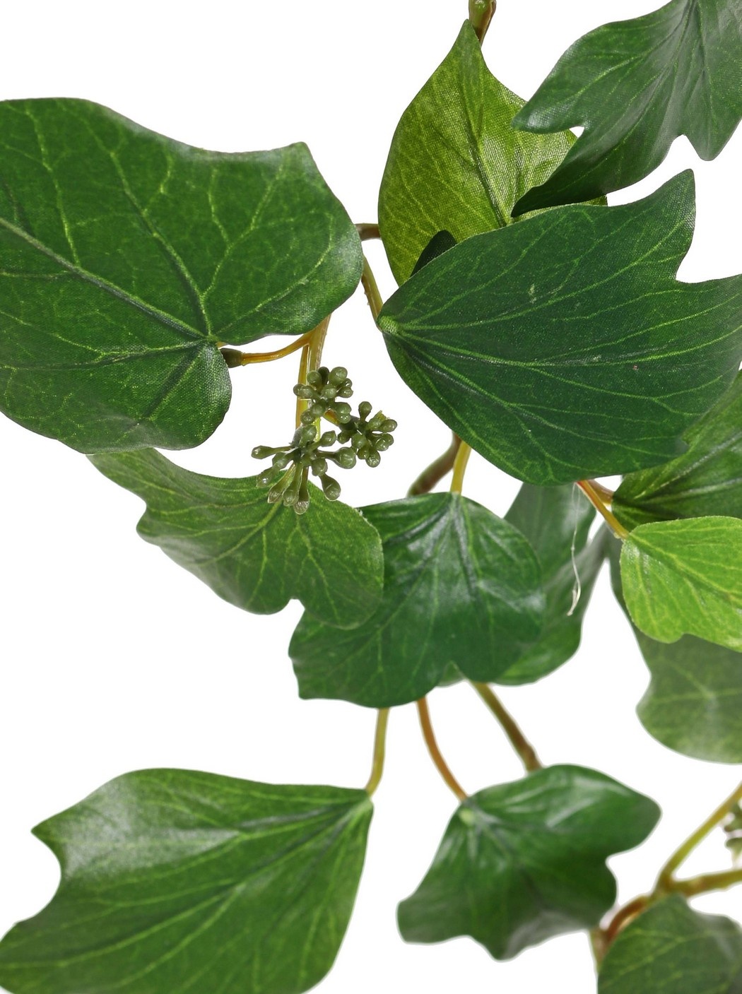 Hedera (Franse) slinger, met 104 bladeren en 9 clusters groene bessen, 180 cm