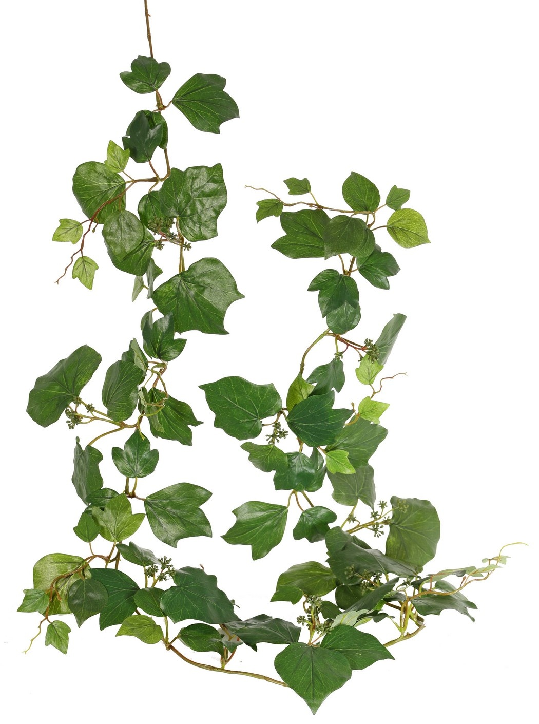 Hedera garland (French), with 104 leaves and 9 bunches of green berries, 180 cm