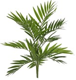 Stubenpalme (Chamaedora elegans) mit 12 Ablegern & 196 Blättern, UV-beständig, ohne Topf, 65 cm