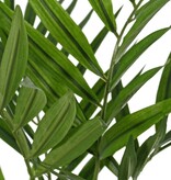 Chamaedora elegans with 12 offshoots & 196 leaves, UV-resistant, without pot, 65 cm