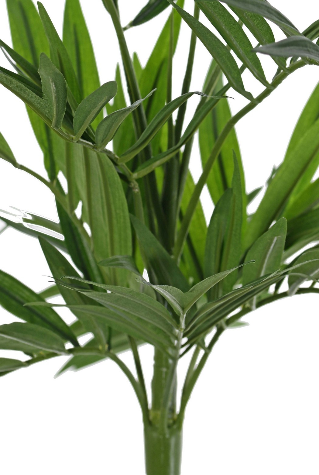 Chamaedora elegans with 12 offshoots & 196 leaves, UV-resistant, without pot, 65 cm