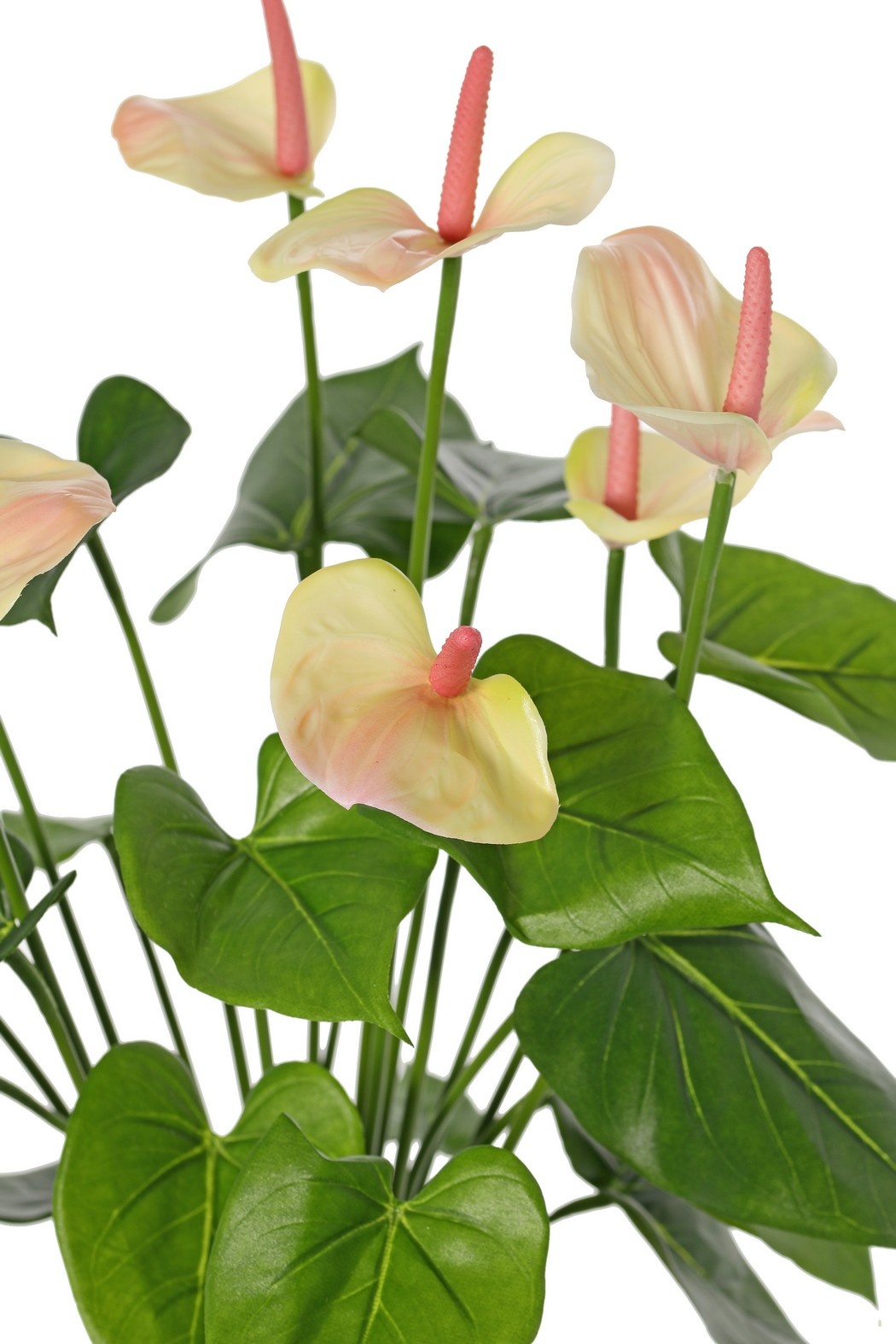 Anthurium (Arum) mit 7 Kunststoffblüten und 22 Polyesterblättern, 53 cm