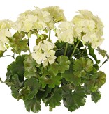 Geranie, französisch, (Pelargonium grandiflora), 72 Blüten, 58 Blätter, UV sicher und wasserfest, Ø 30 H. 39 cm