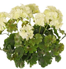 Geranium, French, (Pelargonium grandiflora), 72 flowers, 58 leaves, UV safe and water resistant, Ø 30 H. 39 cm