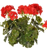 Geranium Franse (Pelargonium grandifl.), 72 bloemen & 58 blad, UV & H2O bestending, Ø 30 H 39 cm