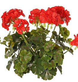 Geranie, französisch, (Pelargonium grandiflora), 72 Blüten, 58 Blätter, UV sicher und wasserfest, Ø 30 H. 39 cm