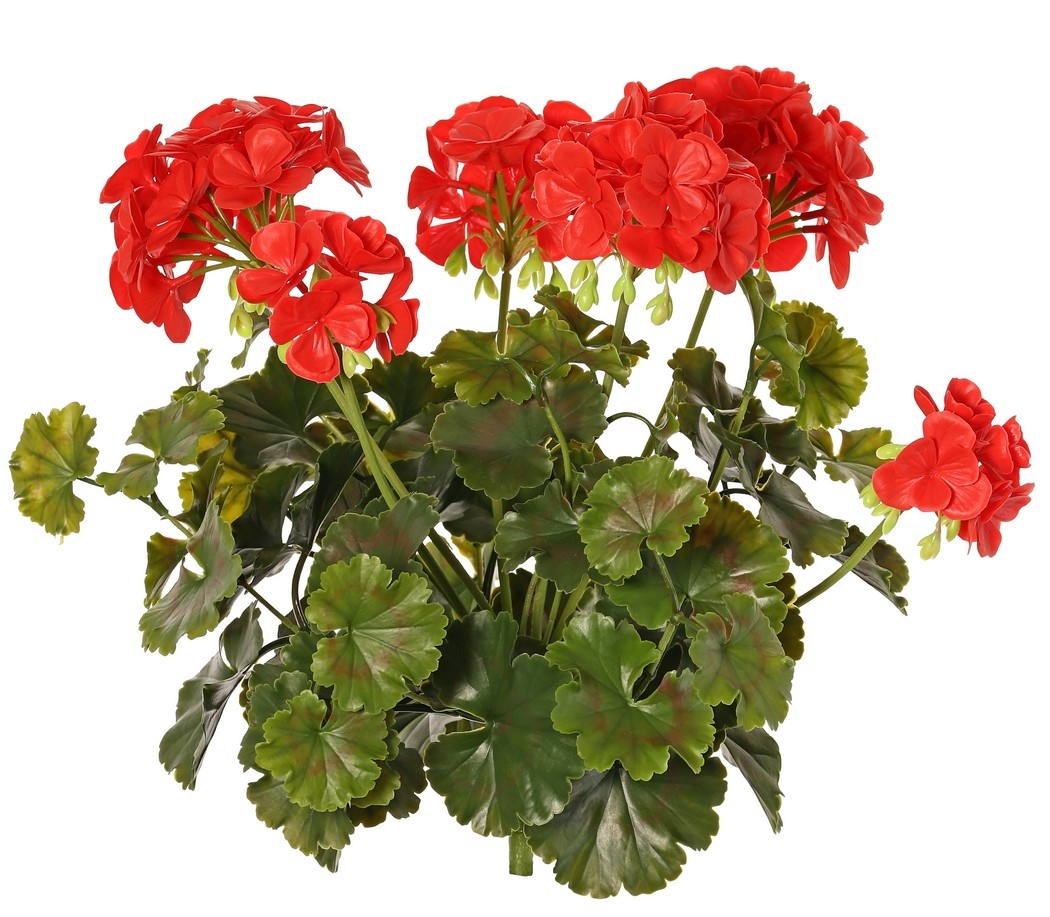 Geranie, französisch, (Pelargonium grandiflora), 72 Blüten, 58 Blätter, UV sicher und wasserfest, Ø 30 H. 39 cm