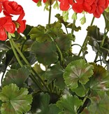 Geranio francés (Pelargonium grandiflora), 72 flores, 58 hojas, resistente a los rayos UV y al agua, Ø 30 H. 39 cm