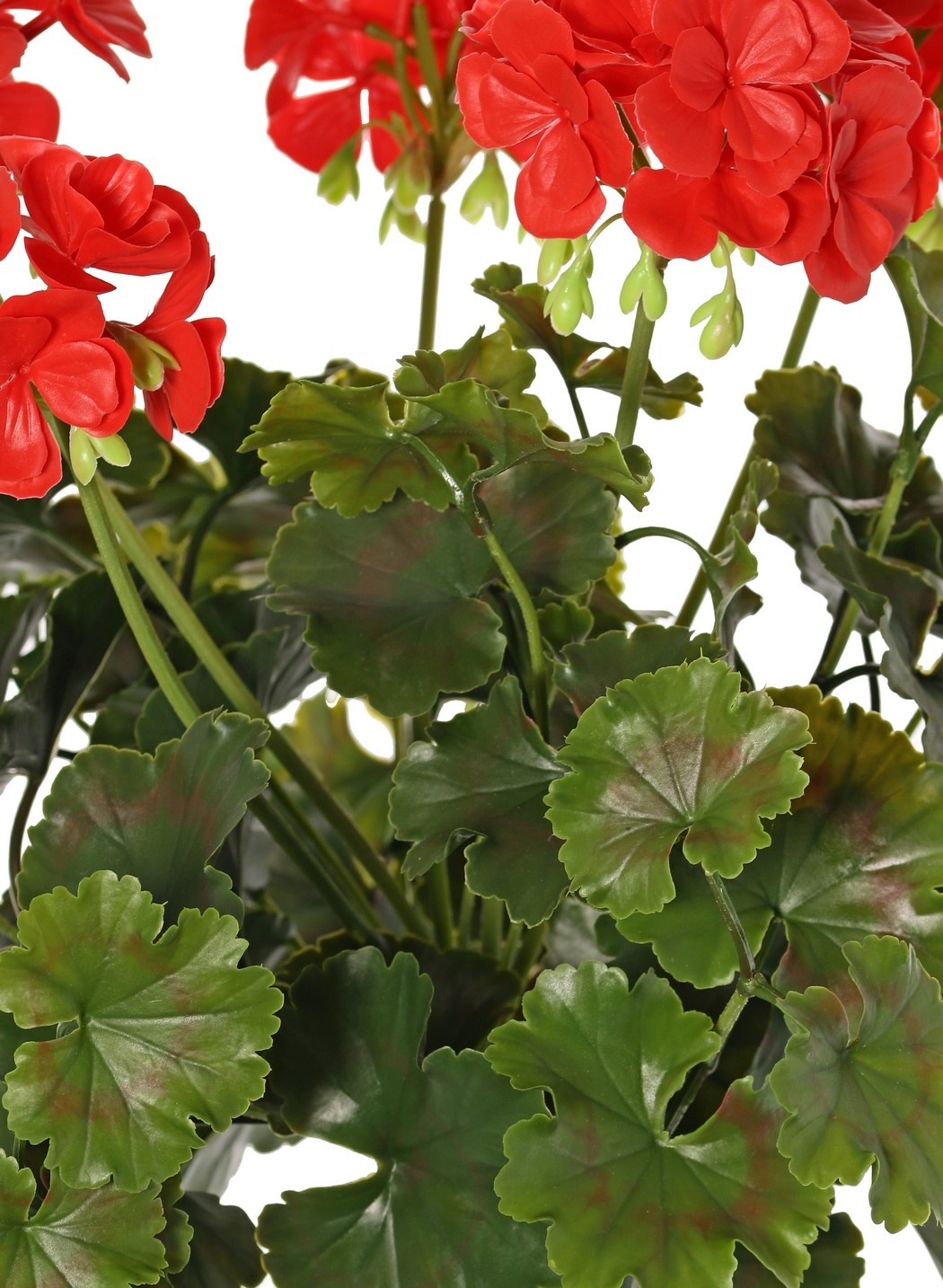 Geranio francés (Pelargonium grandiflora), 72 flores, 58 hojas, resistente a los rayos UV y al agua, Ø 30 H. 39 cm