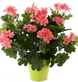 Geranium (Austrian), 40cm