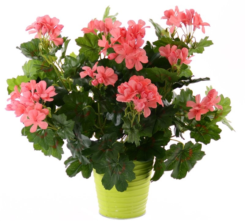 Geranium austríaco, 40cm