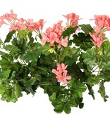 Geranium austríaco, 40cm