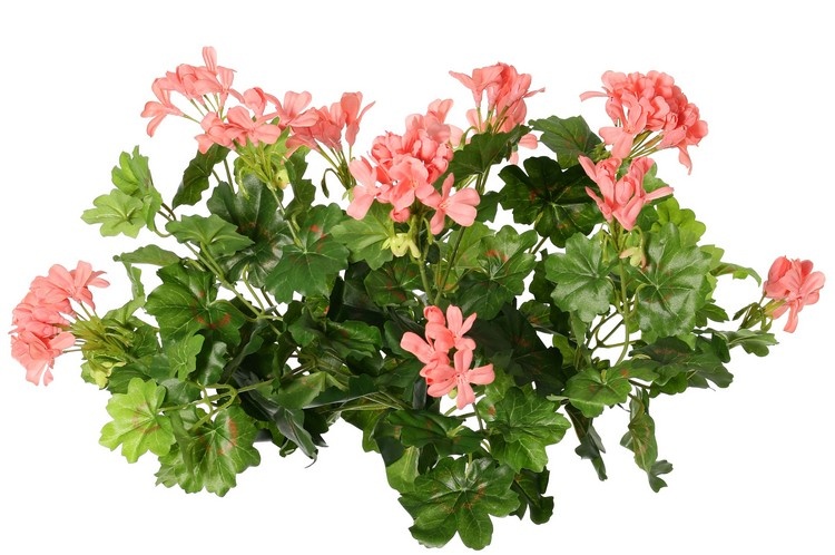 Geranium austríaco, 40cm