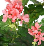 Geranium austríaco, 40cm