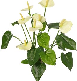 Anthurium (Aronskelk) met 7 plastic bloemen & 22 polyester bladeren, 53 cm