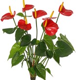 Anthurium (Arum) con 7 flores de plástico y 22 hojas de poliéster, 53 cm