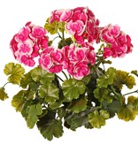 Geranium Franse (Pelargonium grandifl.), 72 bloemen & 58 blad, UV & H2O bestending, Ø 30 H 39 cm