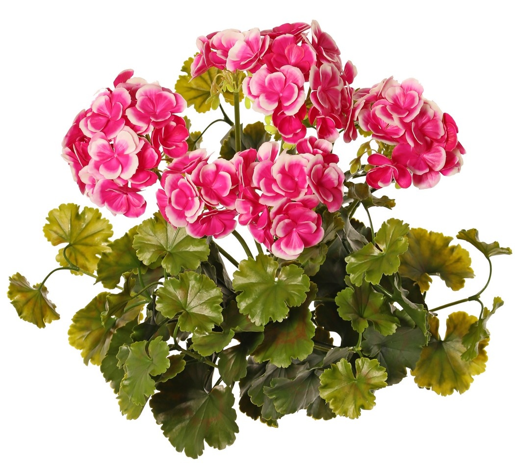 Geranie, französisch, (Pelargonium grandiflora), 72 Blüten, 58 Blätter, UV sicher und wasserfest, Ø 30 H. 39 cm -