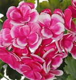 Geranium, French, (Pelargonium grandiflora), 72 flowers, 58 leaves, UV safe and water resistant, Ø 30 H. 39 cm