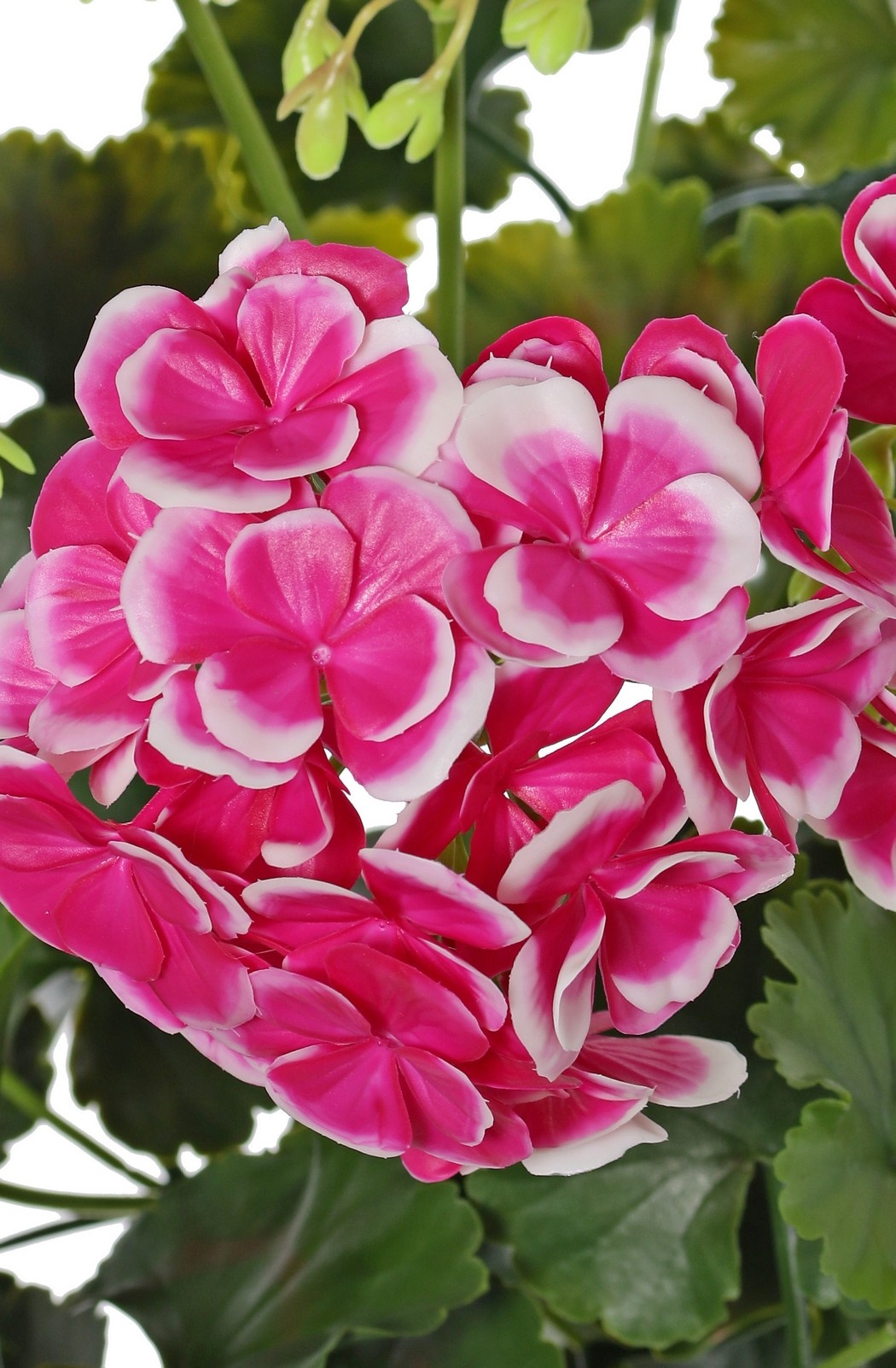 Geranie, französisch, (Pelargonium grandiflora), 72 Blüten, 58 Blätter, UV sicher und wasserfest, Ø 30 H. 39 cm -